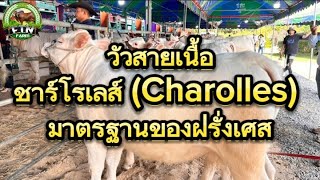 วัวสายเนื้อชื่อดังของโลกโคพันธุ์ชาร์โรเลส์  Charolles มาตรฐานของฝรั่งเศสงานประกวดวัว [upl. by Kym]