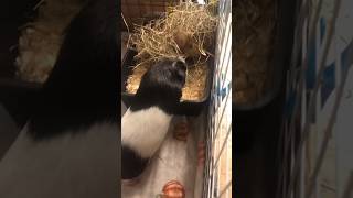 Sassy Dumpling  male guinea pig bonding  guineapig [upl. by Ranson]