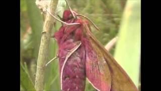 Elephant Hawk Moth Deilephila elpenor [upl. by Anirtal867]