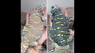 Ornate Uromastyx [upl. by Jenkel]