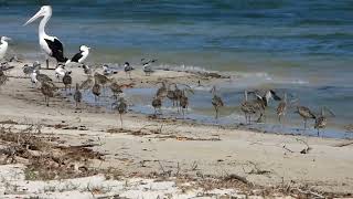 Eastern Curlews at Kakadu Beach Birdhides [upl. by Areid]