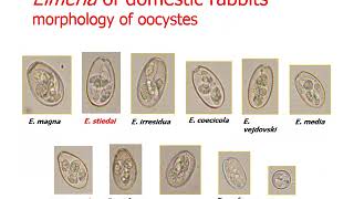 protozoa Apicomplexa 1 Eimeria 1 [upl. by Tam]