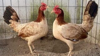 Top5 Best Hen Rooster Gamefowl Must Watch Good Hen Chicken Rooster [upl. by Morrissey]