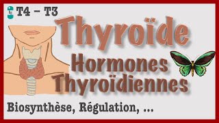 Thyroïde et Hormones Thyroïdiennes  Métabolisme Régulation Hyperthyroïdie et Hypothyroïdie [upl. by Ibbob]