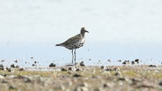 Pacific Golden Plover at Wynnum Esplanade Mar 2024 [upl. by Pascal]