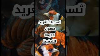 Chant du chardonneret تسجيل لتغريد الحسون القديم خاص بالتحفيظ لهذا الموسم [upl. by Brandyn]