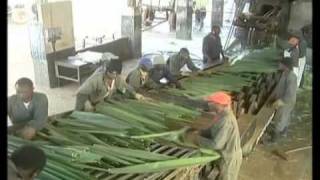 Sisal Fibre Production [upl. by Coffee868]