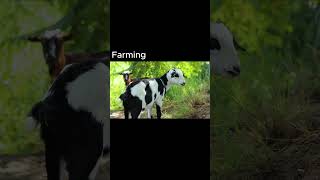 Adorable Farm Animals Compilation  10 Seconds of Pure Cuteness [upl. by Einnalem793]