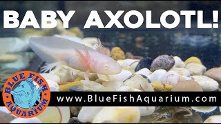 Baby Albino Axolotl Axolotl Care and Tips [upl. by Zacharias]