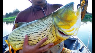 DOURADO GIGANTE NO RIO MOGI GUAÇU  SP [upl. by Peria144]