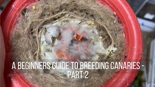 A Beginners Guide to Breeding Canaries  Part 2 [upl. by Yule]