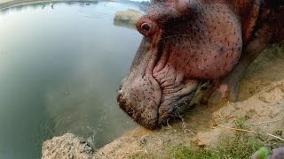 Hippo Climbs Down a Steep CliffWith Difficulty [upl. by Noel]