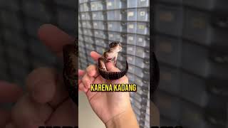 Cek IG  wachigeckoid jika ingin beli gecko 🫶🏻 [upl. by Nnyledam]