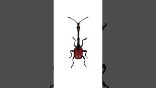 Day 2 Trachelophorus Giraffa Giraffe Weevil Order  Coleoptera beetles bugtober inktober [upl. by Derman893]