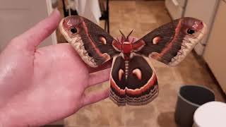 Cecropia Giant Silk Moth female [upl. by Karame598]