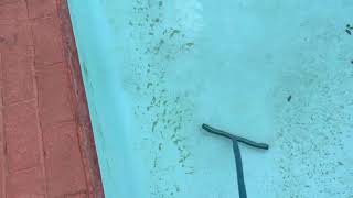 Pool care  Algae or Sand [upl. by Amethist]