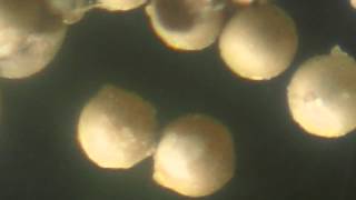 Ovo de Camarão Brine Shrimp Egg [upl. by Storm]