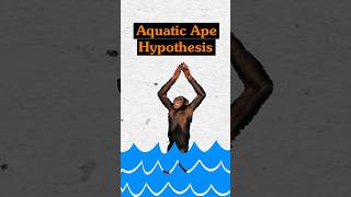 Debunking the Aquatic Ape Hypothesis [upl. by Cynth625]