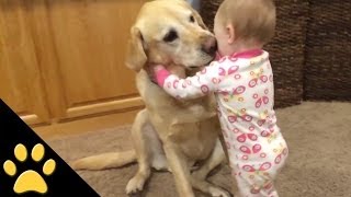 Cute Dogs And Adorable Babies Compilation [upl. by Prestige]