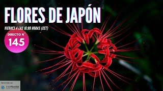 FLORES DE JAPÓN 🇯🇵 JAPÓN EN DIRECTO Nº 145 [upl. by Mcneely]