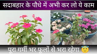 How to grow hybrid vinca and its care  सदाबहार के पौधे में ढेर सारे फूल कैसे पाएँ  vinca [upl. by Genni]