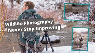 Photographing Dippers amp other Bird Photography Setting amp achieving wildlife photography goals [upl. by Sirovaj]