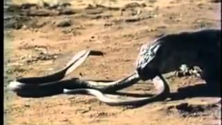 Komodo Dragon VS Spitting Cobra [upl. by Lat]