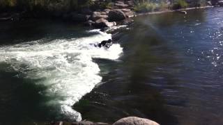 White Water Kayaking Truckee River NV [upl. by Guevara]