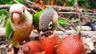 Conure Bird Sounds in the forest  green cheek conure parrot eating Salak Fruit so happy [upl. by Ylrad]