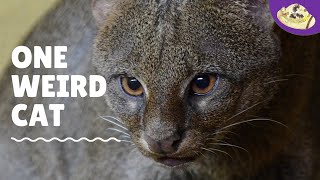 What is a Jaguarundi 5 Things You Need to Know [upl. by Lleroj]