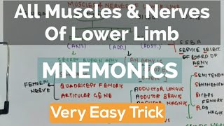 Muscles Of Lower Limb amp Their Nerve Supply [upl. by Jerri336]