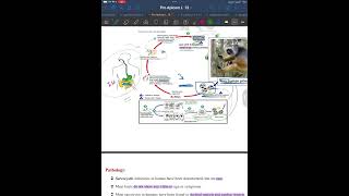 Lec 6  apicomplexa sarcocystis  part 2 [upl. by Siravrat]