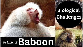 Baboon [upl. by Miguel]