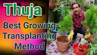 Thuja The Best Growing  Caring and Transplanting Tips [upl. by Airekahs]