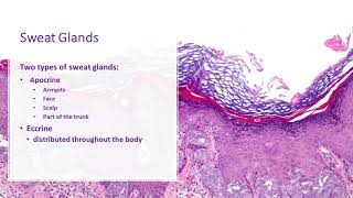 The Integumentary System [upl. by Croft]