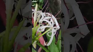 научное название文殊兰文殊蘭（學名：Crinum asiaticum）VID20240606062744 [upl. by Thorn117]