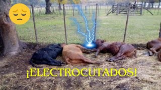 animales que reciben descargas eléctricas [upl. by Viradis409]