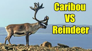 Caribou VS Reindeer – What’s the Difference [upl. by Aiouqes999]