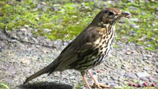 Голоса птиц  Певчий дрозд Turdus philomelos [upl. by Yor]