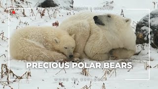 Precious Polar Bears  More to Explore [upl. by Velma603]