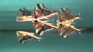 Marbled Hatchetfish carnegiella strigata for sale at Tyne Valley Aquatics [upl. by Ayerdna]