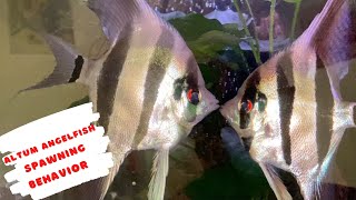 Altum Angelfish Spawning Behaviour and Courtship [upl. by Arymahs]