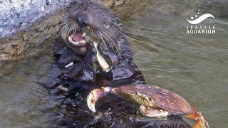 How a sea otter eats crab 🦦🦀 Mishkas Dungeness Crab Feast [upl. by Gnim]