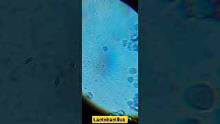 Lactobacillus under microscope microscope bacteria Lactobacillus yoghurt [upl. by Elyrpa]