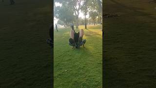 flying jump shortnewvideo [upl. by Appleby]