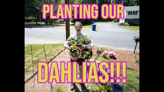 How to Plant Dahlia Tubers [upl. by Llenrap]