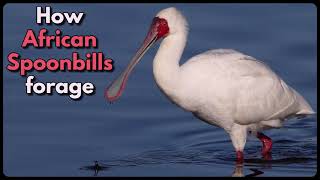 HOW AFRICAN SPOONBILLS FORAGE [upl. by Hendry]