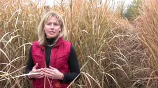 Growing Miscanthus A Crop With Potential Part 1 [upl. by Keeryt]