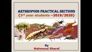 Arthropods practical 3rd year students [upl. by Anirrok303]