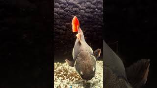 catfish ￼🐠 youtubeshorts aquarium viral [upl. by Keene]